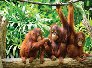 The Orangutans (Orang Utan)