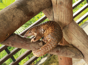 The Sunda Pangolin (Tenggiling Sunda)